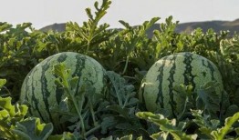 网红吃瓜热点,揭秘娱乐圈最新热点事件